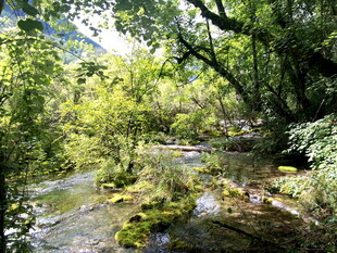 山林间的潺潺溪流