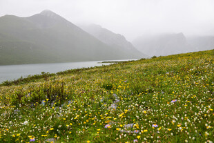 山间草地与远处朦胧山峦