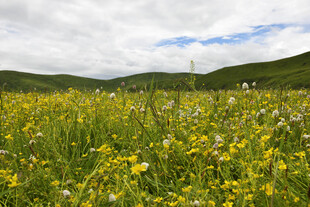 草原花海 自然美景如画