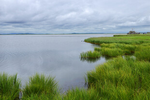 宁静湖畔的翠绿湿地风光