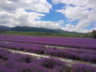 紫色薰衣草田的梦幻风光