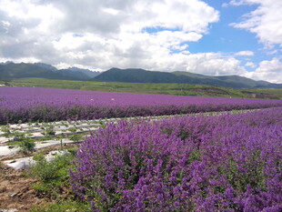 紫色薰衣草花海田园风光