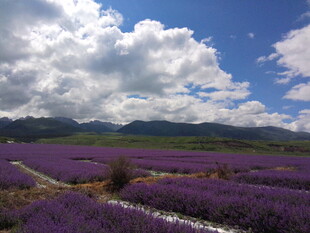 紫色薰衣草花海田园风光