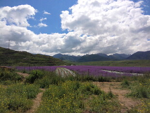 紫色花海与远山蓝天美景