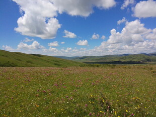 广袤草原蓝天白云美景