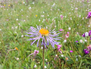 草原上绽放的美丽紫花