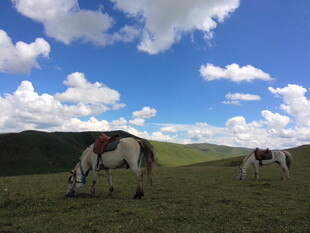 草原上悠闲吃草的两匹马