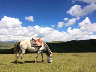 草原上低头吃草的骏马