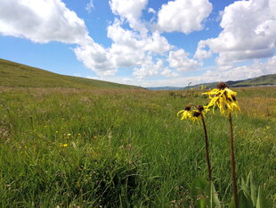 草原黄花蓝天美景