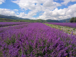 紫色薰衣草花海美景