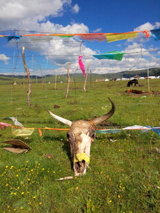草原上的牛头骨与经幡