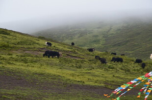 山坡上的牦牛与经幡