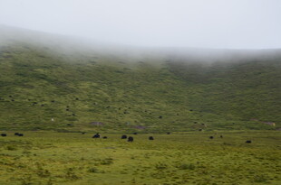 山间雾中草原上的牛群