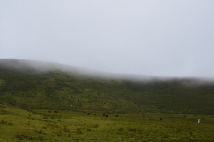 山间云雾缭绕的绿野风光