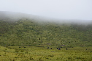 云雾缭绕的草原牧场景象