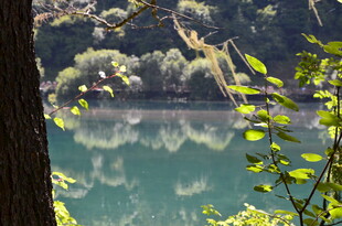 湖畔绿荫 自然静谧之景
