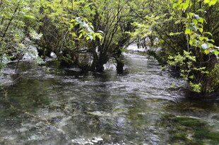 山间清澈溪流与繁茂绿植