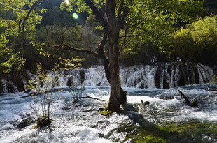 山间溪流瀑布与孤树景观