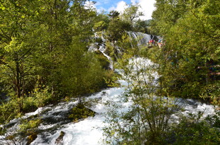山间溪流旁的葱郁树林