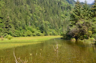 山间静谧绿水畔的自然景