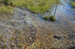 清澈溪流中的多彩石子