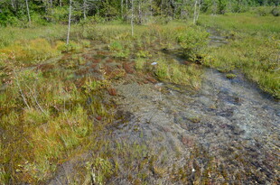 山间小溪旁的自然野景