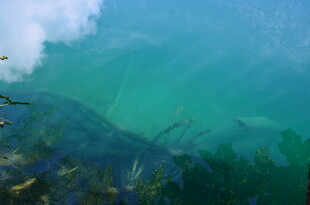 清澈水下世界景观