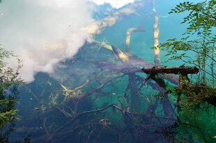 雨林云雾中的奇幻树木景观