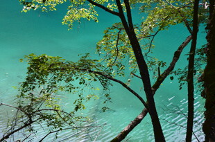 湖畔绿树 湖水如蓝玉