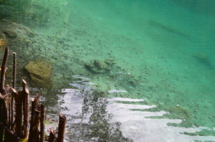 清澈湖水下的自然景致