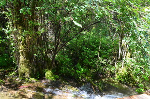 山间溪流旁的繁茂绿植