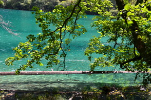 湖畔绿树映碧水美景