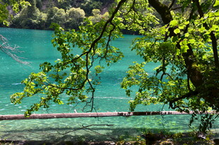 湖畔翠枝映碧水