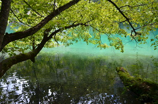 湖畔绿树映碧水美景