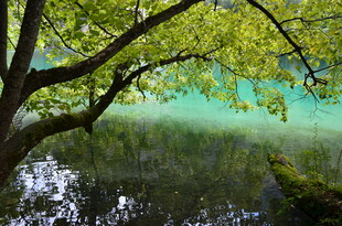 湖畔绿树倒映的静谧美景