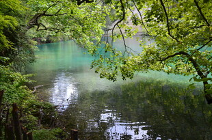森林中的碧绿澄澈溪流