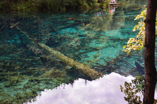 清澈湖底的枯木与翠绿景致