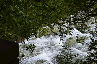 透过枝叶见湍急水流