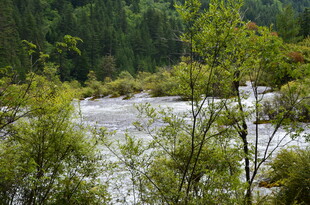 林间河流 绿意盎然的景致