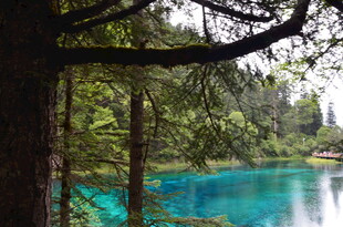 森林中的蓝绿色静谧湖泊