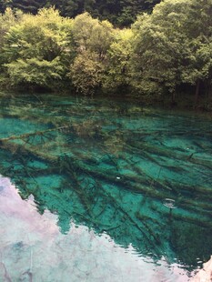 清澈碧绿的森林湖泊美景