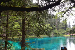 森林中的幽蓝澄澈湖泊