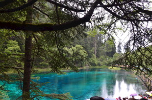 森林中的梦幻蓝湖