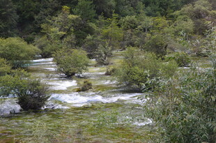 山间溪流穿林而过