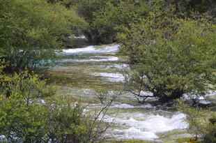 山间溪流穿林而过