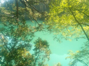 林间湖畔的翠绿自然景致