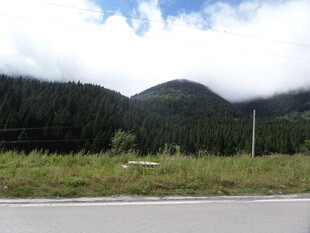 山间公路旁的葱郁山林