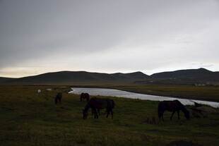 草原河畔的马群