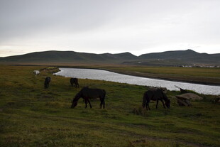 草原湖畔马群悠然