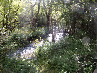 林间潺潺溪流 绿意盎然